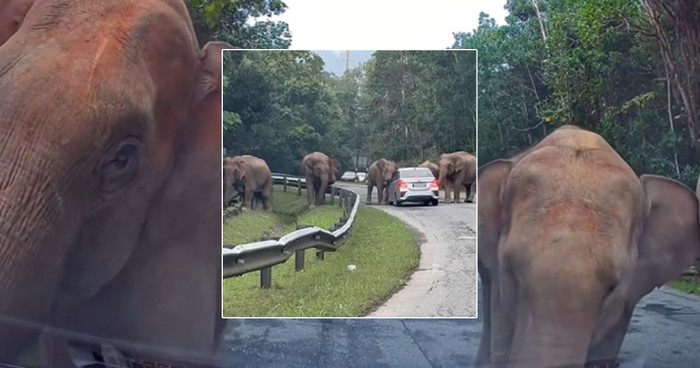 Kawanan gajah liar kepung mobil di Malaysia