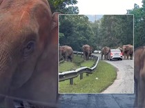 Mobil Pasrah Dikepung Kawanan Gajah