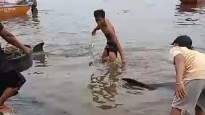 Lumba-lumba terdampar di Pantai Lekok, Pasuruan.