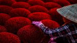 Melihat Sibuknya Desa Dupa Vietnam Jelang Imlek