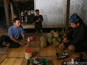 Sebelum Kawalu, Traveler Masih Bisa Pesta Durian di Baduy