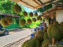 Memulai Perjalanan Rasa Saat Musim Panen Durian Menyapa Cikakak