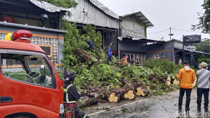 Pohon asem yang tumbang di jalan nasional Desa Samora, Kecamatan Cilikus