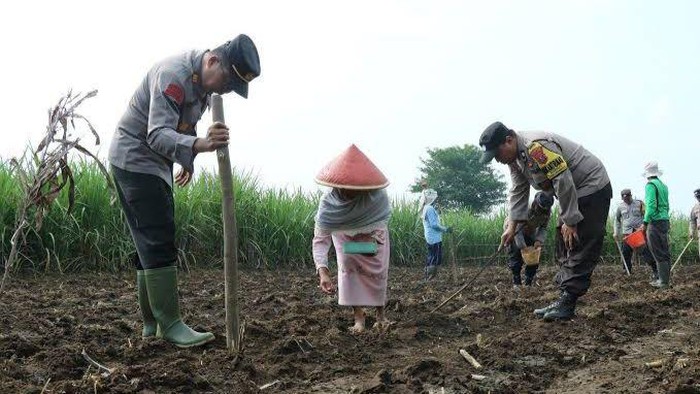 Polisi melakukan penanaman jagung di Jabar