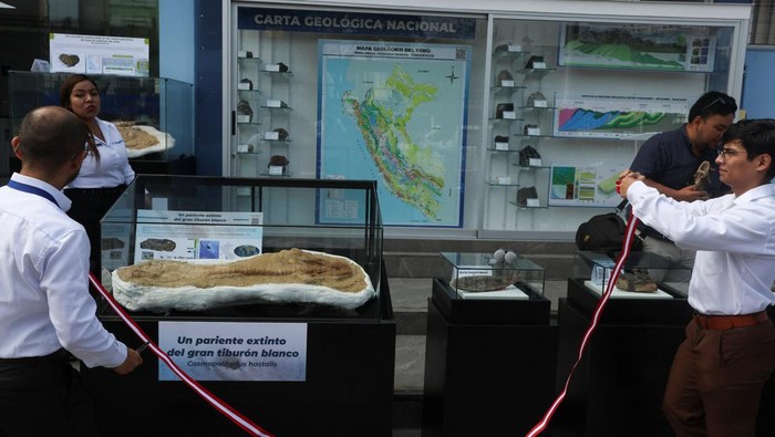 Part of a 9-million-year-old fossil of a relative of the great white shark is on display after it was unveiled by paleontologists, in Lima, Peru January 20, 2025. REUTERS/Alessandro Cinque