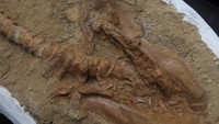 Fosil Cosmopolitodus Hastalis yang hampir lengkap ditemukan sekitar 235 km (146 mil) selatan Lima di cekungan Pisco Peru, daerah gurun panas yang terkenal karena seringnya ditemukan spesies laut purba.  