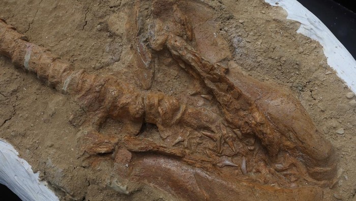 Part of a 9-million-year-old fossil of a relative of the great white shark is on display after it was unveiled by paleontologists, in Lima, Peru January 20, 2025. REUTERS/Alessandro Cinque