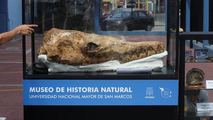 Potret Nenek Moyang Hiu Berusia 9 Juta Tahun Ditemukan di Peru Part of a 9-million-year-old fossil of a relative of the great white shark is on display after it was unveiled by paleontologists, in Lima, Peru January 20, 2025. REUTERS/Alessandro Cinque