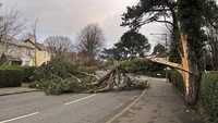 Sebuah pohon tumbang melintang di North Road di Belfast timur, Irlandia Utara, Jumat (24/1/2025). (David Young/PA via AP) 