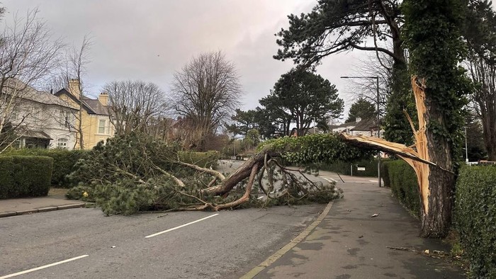 A fallen tree across the North Road in east Belfast, Northern Ireland, where residents have been urged to stay at home as the entire island braces for the arrival of Storm Eowyn, Friday Jan. 24, 2025. (David Young/PA via AP)