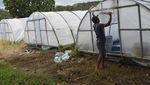 Begini Kesibukan Petani Garam di Pangandaran