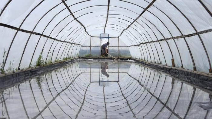 Petani kelompok Cipta Rasa Garam Madasri memeriksa teknologi tunnel geomembrane pada tambak garamnya di Kecamatan Cimerak, Kabupaten Pangandaran, Jawa Barat, Kamis (23/1/2025). Pemerintah menghentikan impor komoditas garam untuk mencapai swasembada garam dan mengurangi ketergantungan impor dengan menggenjot target produksi garam konsumsi mencapai 2,25 juta ton pada tahun 2025. ANTARA FOTO/Adeng Bustomi/Spt.