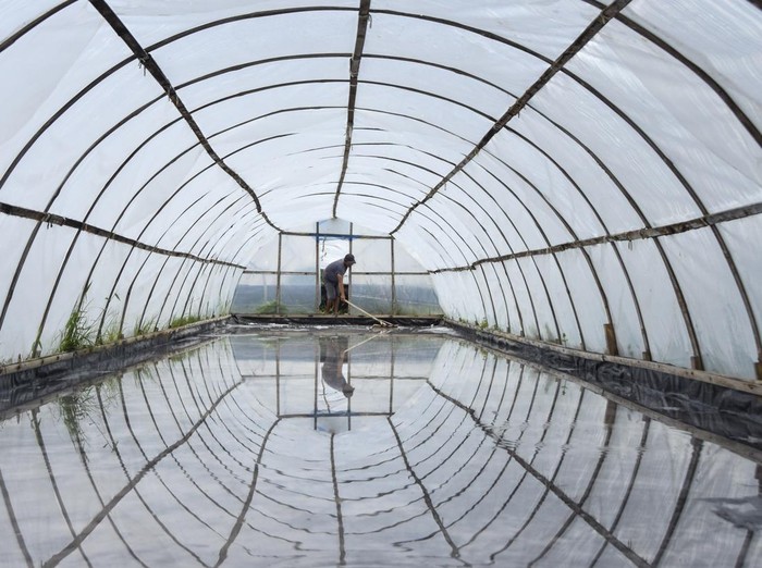 Petani kelompok Cipta Rasa Garam Madasri memeriksa teknologi tunnel geomembrane pada tambak garamnya di Kecamatan Cimerak, Kabupaten Pangandaran, Jawa Barat, Kamis (23/1/2025). Pemerintah menghentikan impor komoditas garam untuk mencapai swasembada garam dan mengurangi ketergantungan impor dengan menggenjot target produksi garam konsumsi mencapai 2,25 juta ton pada tahun 2025. ANTARA FOTO/Adeng Bustomi/Spt.