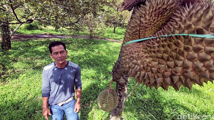 Hidayat, pengurus dan penanggung jawab kebun Bukit Durian Sagara.