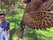 Mantap! Kebun Durian di Sukabumi Ditanami Musang King hingga Duri Hitam