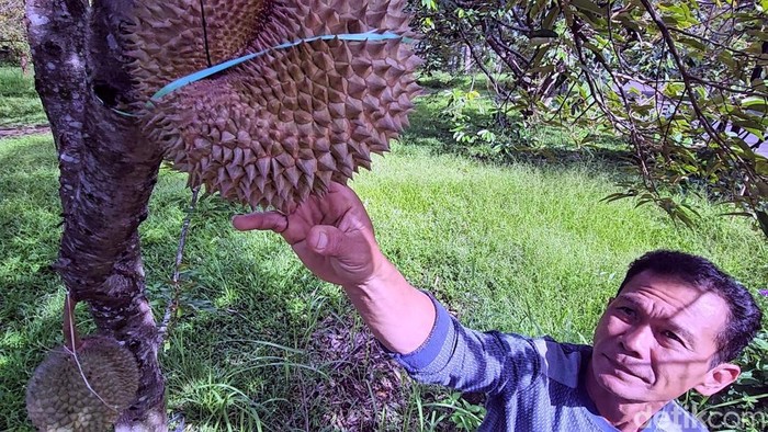 Hidayat, pengurus dan penanggung jawab kebun Bukit Durian Sagara.