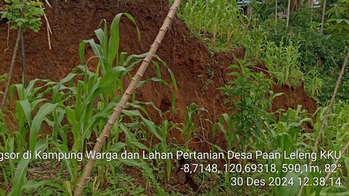 Lahan pertanian terdampak tanah bergerak di Dusun Nenu, Desa Paan Leleng, Manggarai Timur, NTT (Dok. Dinas Pertanian Manggarai Timur)