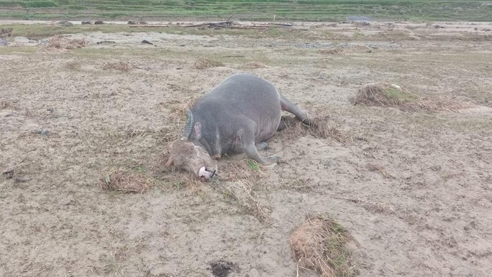 Banjir bandang menerjang Kecamatan Nosu, Kabupaten Mamasa, Sulawesi Barat (Sulbar). Banjir karena luapan Sungai Salusiwi itu mengakibatkan lahan persawahan terendam dan dua ekor kerbau hanyut.