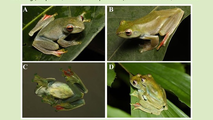 Mengenal Zhangixalus farisalhadii. spesies katak pohon yang baru ditemukan di Jawa Tengah.