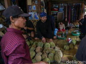 Januari Jadi Bulan Durian Baduy, Satu Pohon Bisa 1.000 Butir