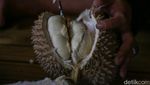 Musim Durian Tiba, Wisatawan Serbu Baduy