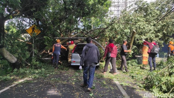 Proses evakuasi pohon tumbang di Kota Batu.