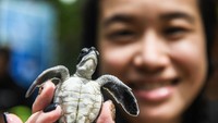 Selain manusia, harmoni alam pun ditunjukkan dengan banyaknya penyu yang menetaskan telur-telurnya di Maratua, khususnya Pulau Sangalaki dengan menjaga kelestarian penyu dari praktik perburuan liar. Oleh karena itu, konservasi tersebut juga diupayakan melalui penetesan telur-telur penyu untuk selanjutnya tukik-tukik penyu itu dilepasliarkan ke laut bebas.