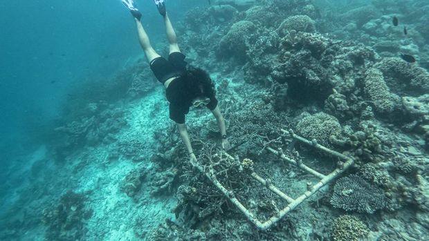 Pulau Maratua Bak Kepingan Surga di Berau Pengunjung menyelam di kedalaman kawasan Goa Halo Tabung, Pulau Maratua, Berau, Kalimantan Timur