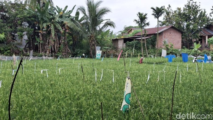 Sawah di Kelurahan Taba Jemekeh, Lubuklinggau.