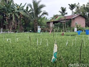 Harapan Petani Padi Lubuklinggau Panen Bulan Depan Setelah Sempat Gagal