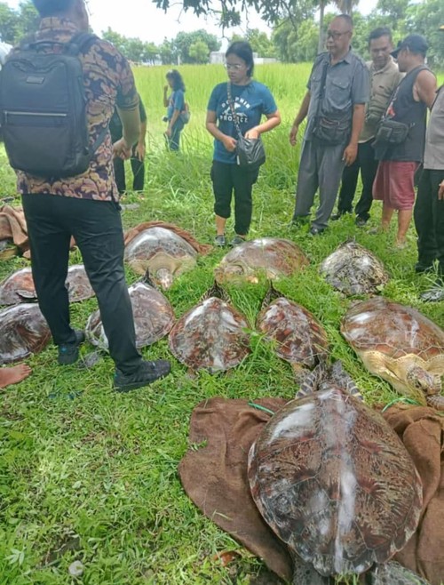 Sebanyak 22 penyu ditemukan dalam keadaan hidup di Desa Pemuteran, Kecamatan Gerokgak, Buleleng, Bali, Jumat (24/1/2025). (Istimewa)