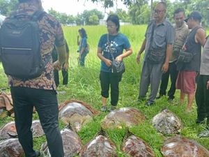 Nelayan Temukan 22 Penyu di Gudang Terbengkalai Desa Pemuteran Buleleng