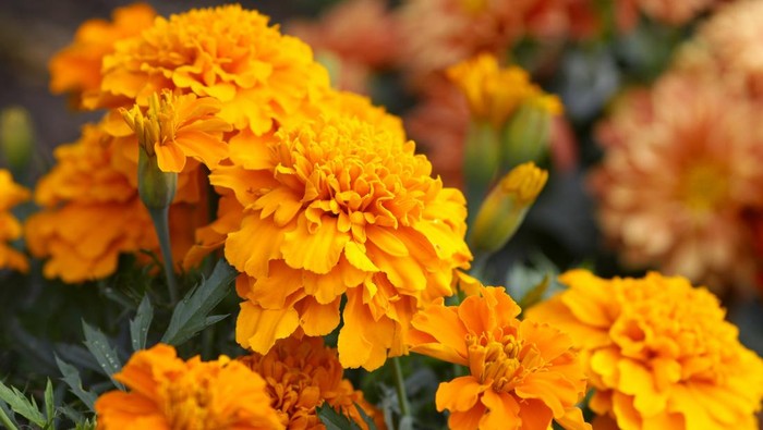 Tanaman Marigold
