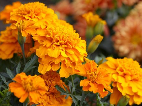 Orange marigold flowers.Please see more similar pictures of my Portfolio.Thank you!