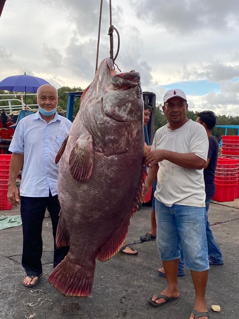 5 Ikan Raksasa Ini Terjual dengan Harga Fantastis, Capai Miliaran Rupiah!