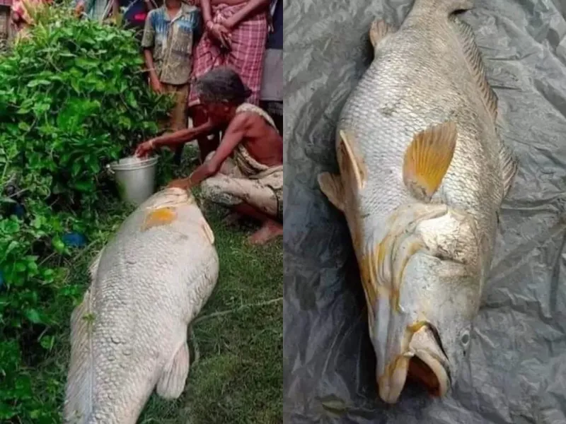 5 Ikan Raksasa Ini Terjual dengan Harga Fantastis, Capai Miliaran Rupiah!