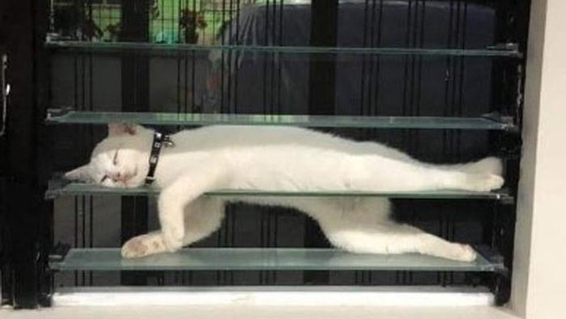 Aksi Absurd Si Kucing Bikin Gemas