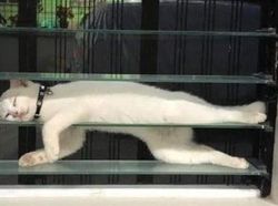 Aksi Absurd Si Kucing yang Bikin Gemas