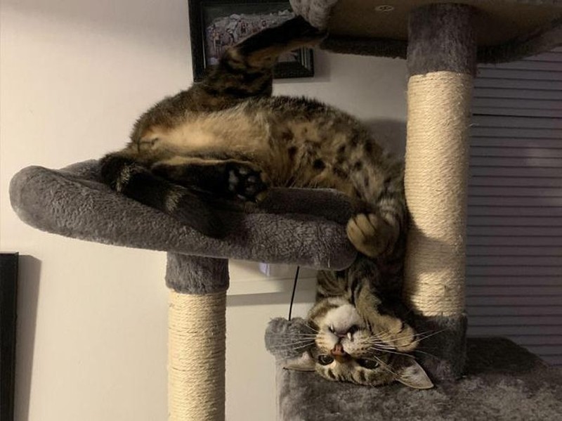 Aksi Absurd Si Kucing Bikin Gemas