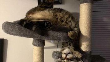 Saking lentur tubung kucing, ya begini deh.  (weirdlilguys via Boredpanda)