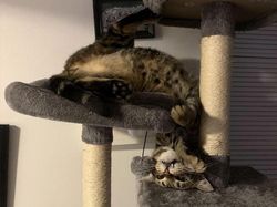 Aksi Absurd Si Kucing yang Bikin Gemas