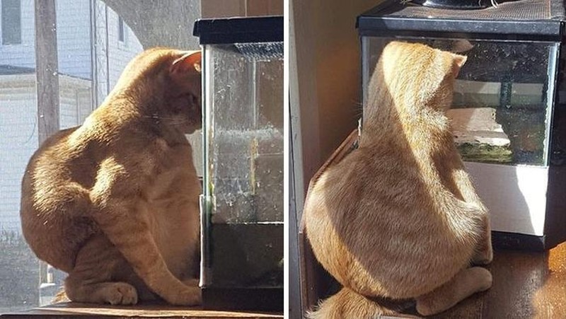 Aksi Absurd Si Kucing Bikin Gemas