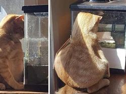 Aksi Absurd Si Kucing yang Bikin Gemas