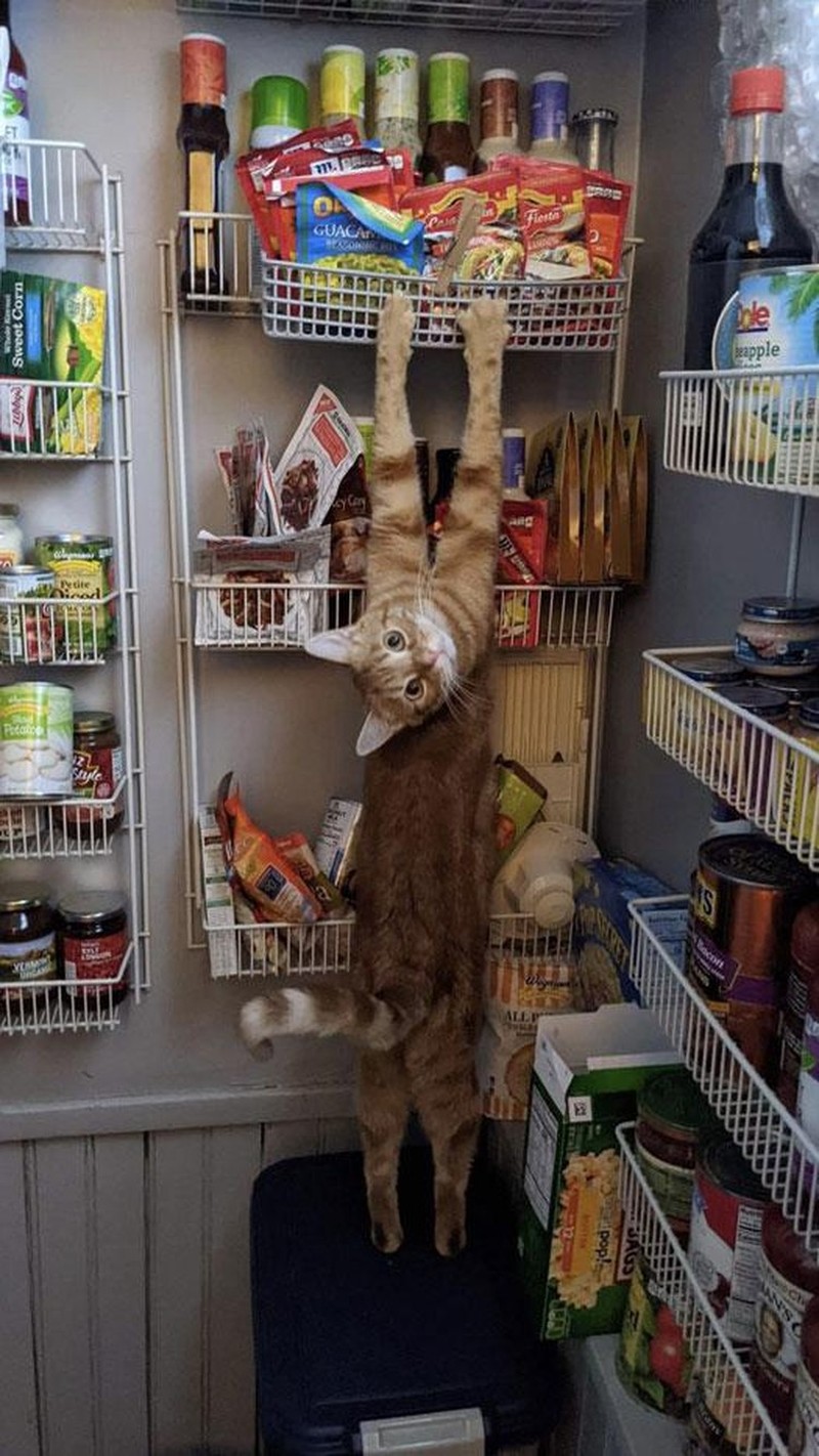 Aksi Absurd Si Kucing Bikin Gemas