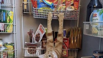 Ups ketahuan mau maling makanan nih. (weirdlilguys via Boredpanda)