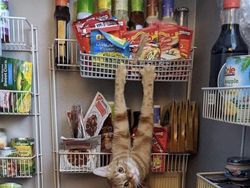 Aksi Absurd Si Kucing yang Bikin Gemas