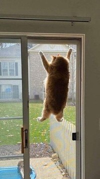 Aksi Absurd Si Kucing Bikin Gemas