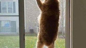 Kucingnya bisa terbang? Foto: Boredpanda