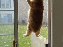 Aksi Absurd Si Kucing yang Bikin Gemas