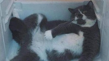 Ngadem dulu di kulkas. Foto: Boredpanda